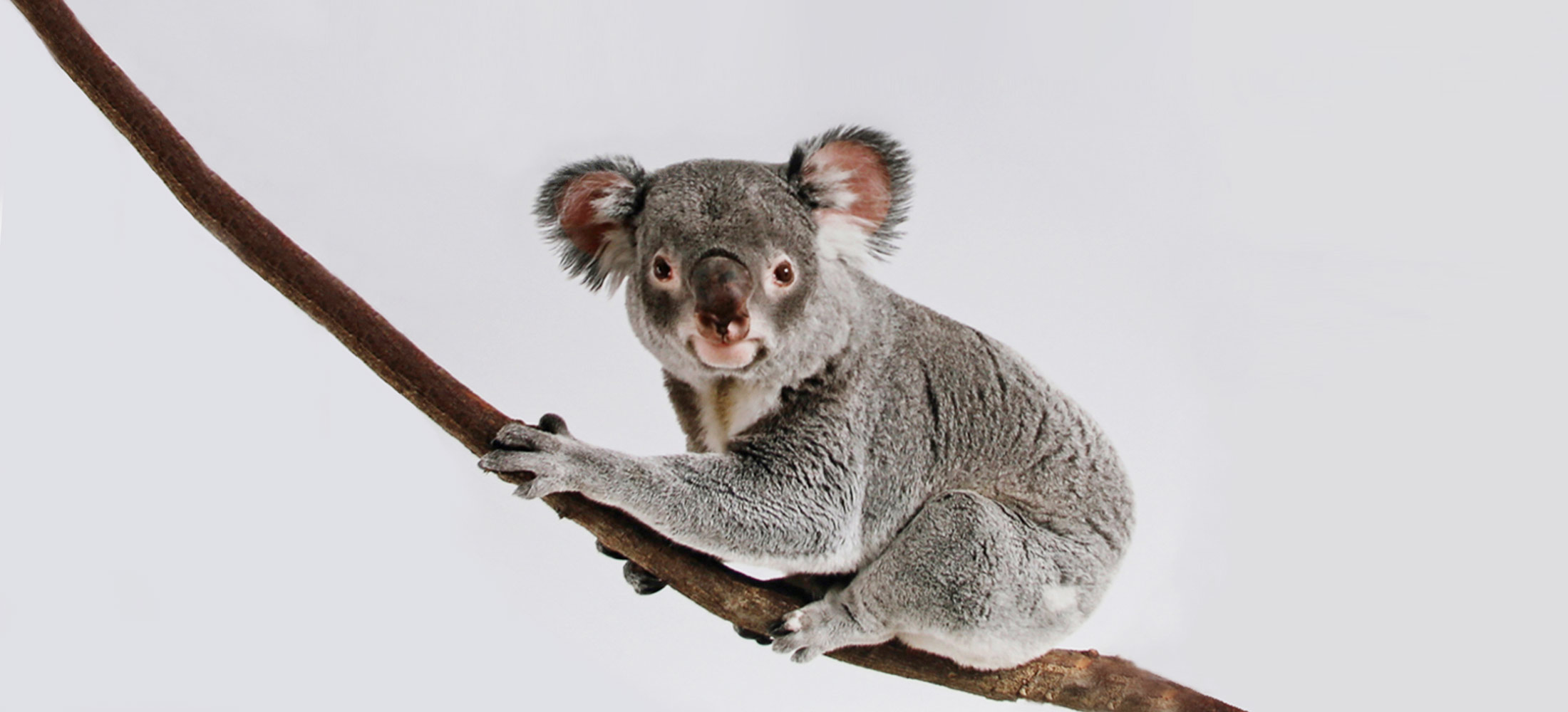 Kinderarztpraxis Dr. Bisping-Kuske Koala